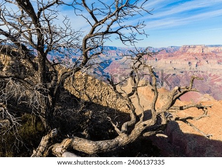 Pinyon Pine Tree Overlooking The Inner Canyon From Navajo Point, Grand Canyon National Park, Arizona, USA