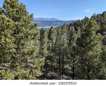 Pinyon Pine Trees along the Cougar Crest Trail above Big Bear Lake, California - Shutterstock ID 2181370515