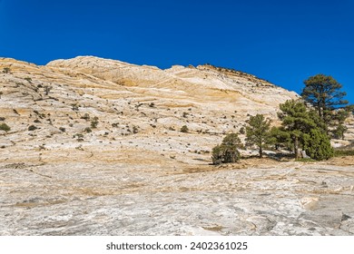 Pinyon Pines grow among sandstone hills in the Grand Staircase-Escalante National Monument in Utah, USA