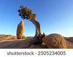 Pinyon and rock, Jumbo Rocks, Joshua Tree Nationalpark, CA, USA