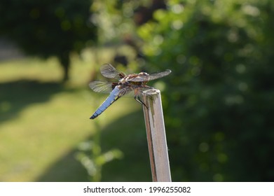 Pioneer Species Of Nature: Male Flat-bellied Dragonfly (libellula Depressa) In A Suburban Garden