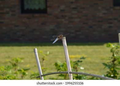 Pioneer Species Of Nature: Male Flat-bellied Dragonfly (libellula Depressa) In A Suburban Garden