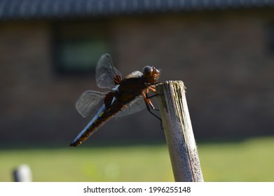 Pioneer Species Of Nature: Male Flat-bellied Dragonfly (libellula Depressa) In A Suburban Garden