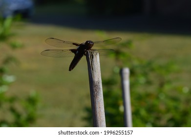 Pioneer Species Of Nature: Male Flat-bellied Dragonfly (libellula Depressa) In A Suburban Garden