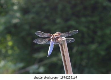 Pioneer Species Of Nature: Male Flat-bellied Dragonfly (libellula Depressa) In A Suburban Garden