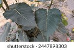 Pipal tree leaves which is used in workship in India 