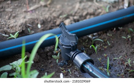 A pipe with a faucet on a drip tape. A system for drip irrigation of plants in the garden - Shutterstock ID 2181029069