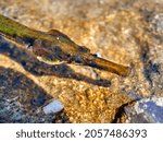 pipe fish, long and small fish with long snout, funny fish in natural habitat (syngnathus acus)