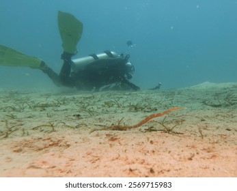 A pipefish found on a muck dive with a scuba diver in the background. Picture from Puerto Galera, Philippines