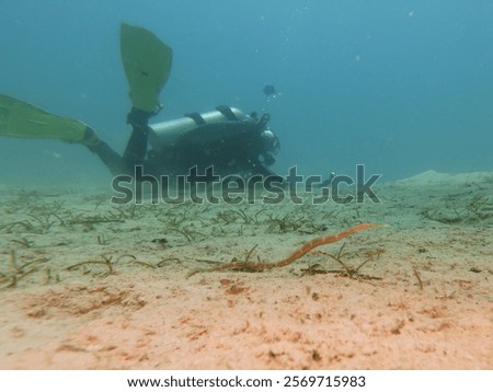 A pipefish found on a muck dive with a scuba diver in the background. Picture from Puerto Galera, Philippines