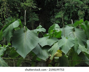 Piper Auritum Is An Aromatic Culinary Herb In The Pepper Family Piperaceae