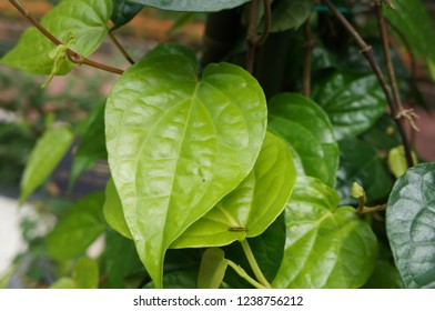 Piper Betle Is A Herbal Tree Consumed As A Dish. Ability To Treating Vaginal Discharge, Body Odor, Cough, Inflammation Of Eyes Mucus Membrane, Depression And Fever.