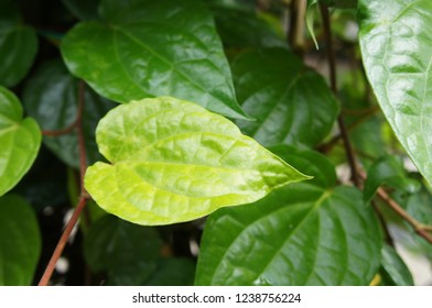 Piper Betle Is A Herbal Tree Consumed As A Dish. Ability To Treating Vaginal Discharge, Body Odor, Cough, Inflammation Of Eyes Mucus Membrane, Depression And Fever.