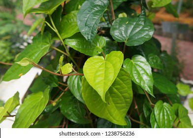 Piper Betle Is A Herbal Tree Consumed As A Dish. Ability To Treating Vaginal Discharge, Body Odor, Cough, Inflammation Of Eyes Mucus Membrane, Depression And Fever.