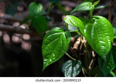 Piper betle leaves or Betel pepper leaf or Daun Sirih for medicinal purposes. paan leaf