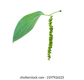Piper nigrum o pimienta negra con hoja verde colgando en el árbol aislado en fondo blanco , camino de recorte 