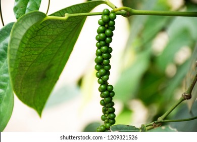 Piper nigrum or pepper on tree branch at outdoor of ranch vegetable garden in Rayong, Thailand