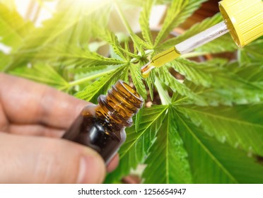 Pipette with Cannabis oil against Marijuana plant