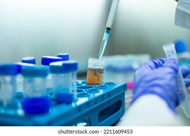 Pipette At The Cell Culture, Biology, Medicine And Medical Laboratory