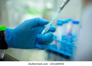 Pipette At The Cell Culture, Biology, Medicine And Medical Laboratory