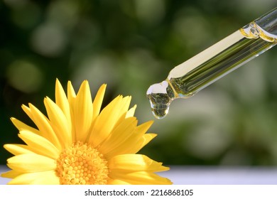 Pipette With Drop Of Calendula Oil Against Green Leaves As Natural Background With Copy Space. Herbal Cosmetic Oil For Skincare. Homemade Calendula Beauty Products. Selective Focus