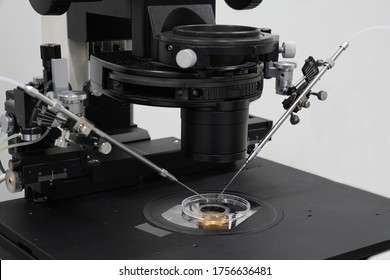 Pipette Dropping With Examining Of Test Sample Under The A Microscope In A Laboratory. Setting In Laboratory For IVF Process.