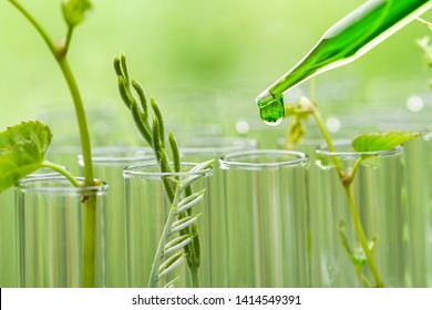 Pipette Dropping Green Sample Chemical  Over Young Sample Plant Growing In Test Tube , Biotechnology Research Concept