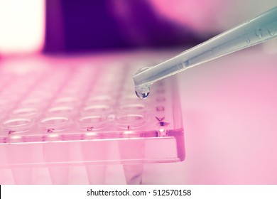 Pipette Dropping Stem Cell Research Fluid On Pcr Plate. Medical Dropper 