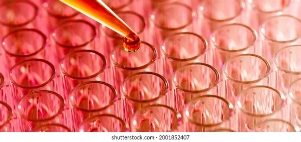 Pipette Load Samples In The PCR Plate