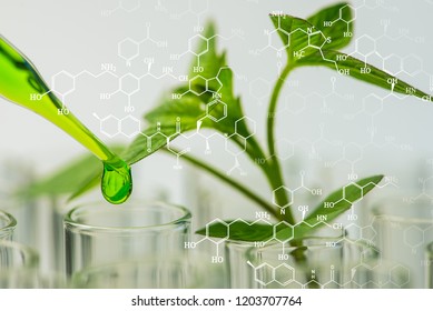 27,935 Plant in test tube Images, Stock Photos & Vectors | Shutterstock