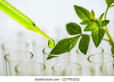 27,935 Plant in test tube Images, Stock Photos & Vectors | Shutterstock