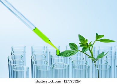 pipette over test tube dropping sample chemical into sample herbal plaint , biotechnoloy research concept.
