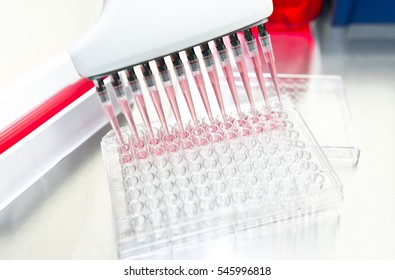 Pipetting medium into the microtiter 96 well plate for culturing mammalian stem cell by electronic multichannel pipette