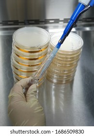 Pipetting for microbial limit testing