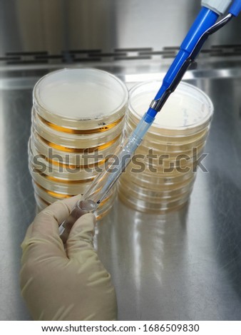 Pipetting for microbial limit testing