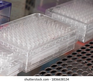 Pipetting samples in 96 well microplate. Samples preparation for analysis in the scientific laboratory.