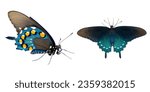 pipevine pipe vine or blue swallowtail butterfly - Battus philenor - black with iridescent blue hindwings isolated on white background two views