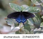Pipevine Swallowtail (Battus philenor) butterfly