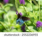 Pipevine Swallowtail Battus philenor butterfly