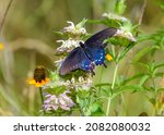 Pipevine swallowtail or blue swallowtail (Battus philenor) feeding on a Bee Balm wildflower