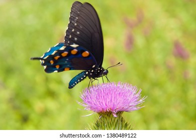 Pipevine Swallowtail Butterfly