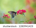 Pipevine Swallowtail butterfly (Battus philenor) male on red Pentas Ipentas lanceolata) Marion County, IL