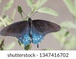 Pipevine Swallowtail Butterfly -  Battus philenor - May 2017, Los Angeles, California USA