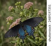 The Pipevine Swallowtail butterfly (Battus philenor) is a striking butterfly known for its deep black wings with iridescent blue and green scaling. Found in various parts of North and Central America,