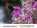 Pipevine swallowtail butterfly feeding on a purple sage