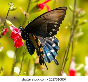 Pipevine Swallowtail Butterfly In A Garden