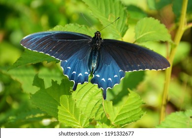A pipevine swallowtail butterfly at Klingman's Dome, Smoky Mountains National Park, North Carolina