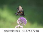 Pipevine Swallowtail butterfly located in northern Alabama