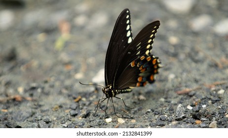 Pipevine Swallowtail Butterfly On Ground