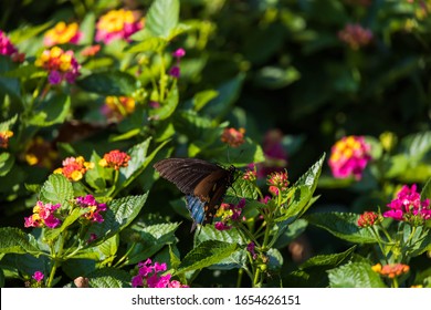 Pipevine Swallowtail Butterfly On Lantanas